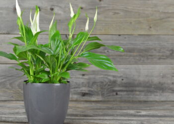 Beleza e ar puro com plantas que filtram o ar de forma natural