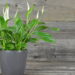Beleza e ar puro com plantas que filtram o ar de forma natural