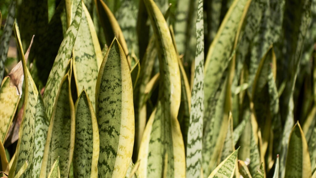 Plantas de interior que purificam o ar e deixam a casa saudável