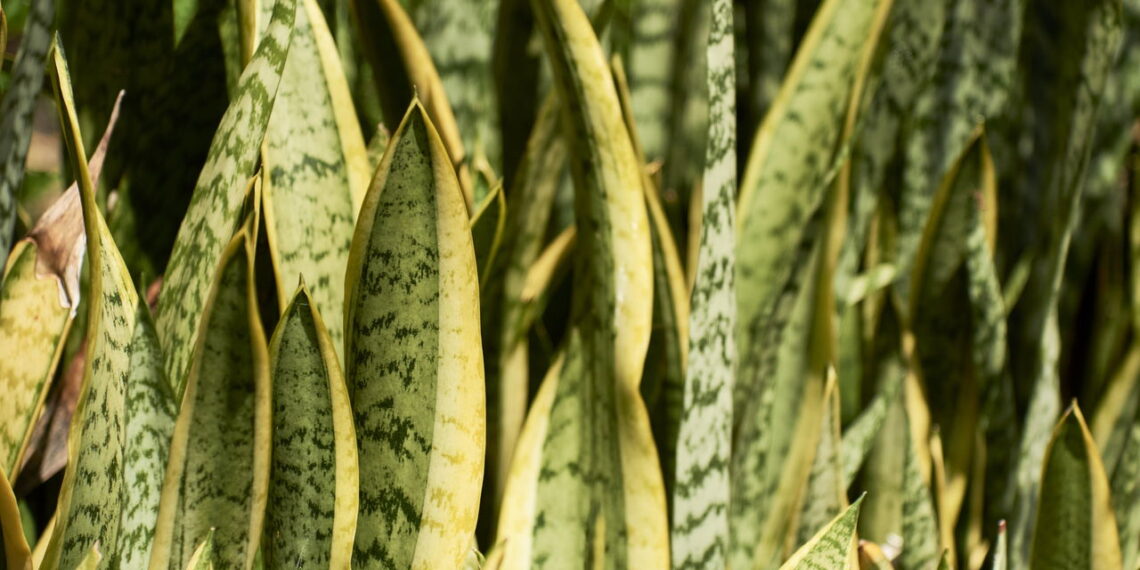 6 plantas fáceis de cuidar que purificam o ar e exigem poucos cuidados