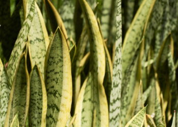 6 plantas fáceis de cuidar que purificam o ar e exigem poucos cuidados