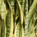 6 plantas fáceis de cuidar que purificam o ar e exigem poucos cuidados