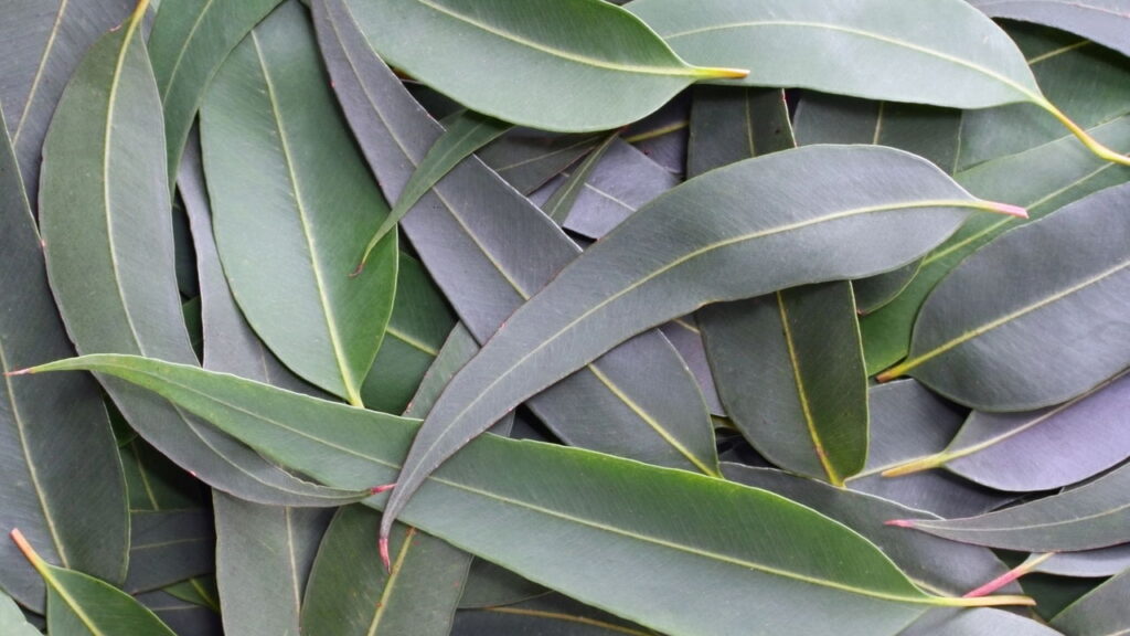 3 plantas que ajudam a melhorar os sintomas da gripe