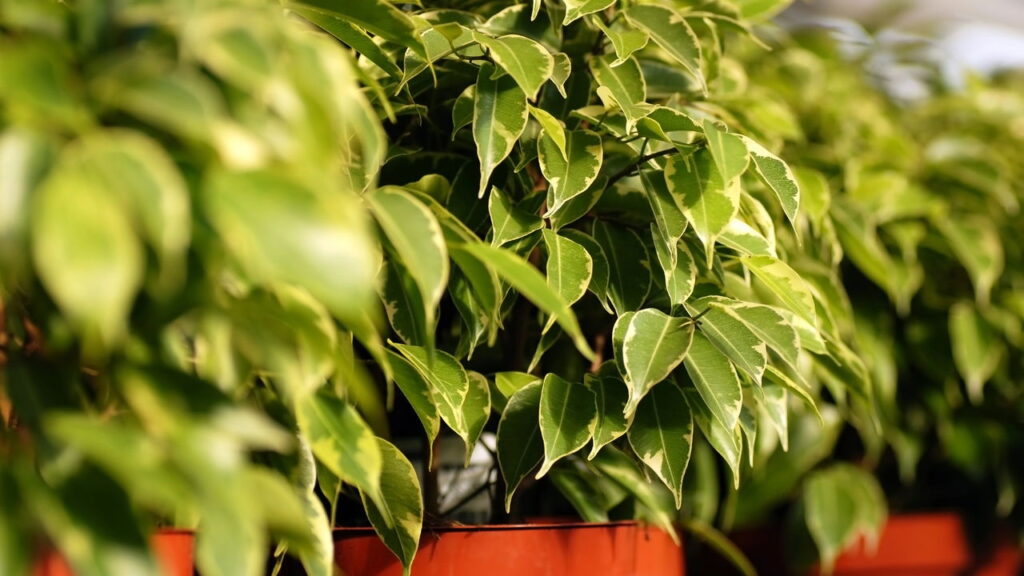 Plantas que adicionam privacidade natural a janelas e varandas