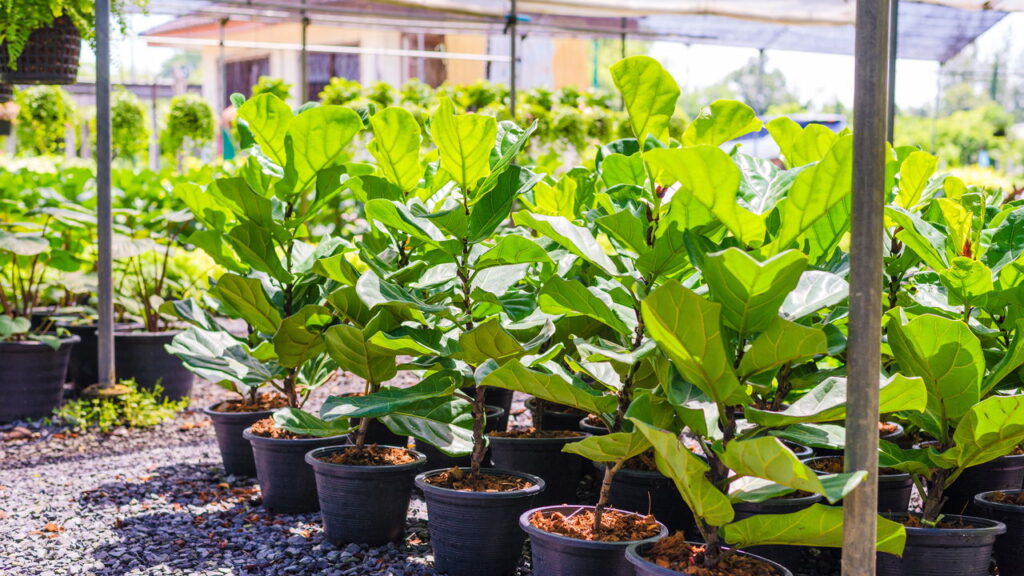 3 plantas esculturais que elevam a decoração de forma impressionante