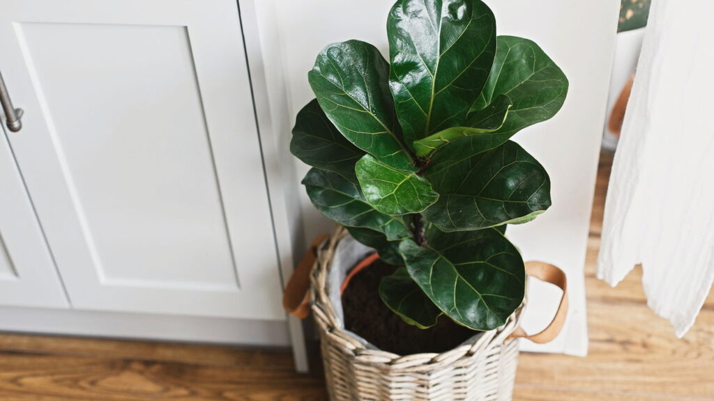 Plantas com folhas grandes que criam sensação de aconchego no ambiente