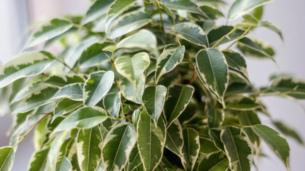 Plantas que favorecem espaços ventilados e circulações de ar ideais