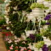 As 3 flores mais recomendadas para plantar em setembro