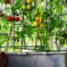4 frutas suaves que transformam varandas em jardins de delícias eternas