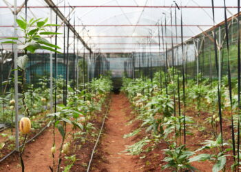 3 frutas compactas ideais para estufas caseiras pequenas