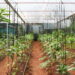 3 frutas compactas ideais para estufas caseiras pequenas