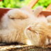 Por que os gatos adoram dormir no sol dentro de casa
