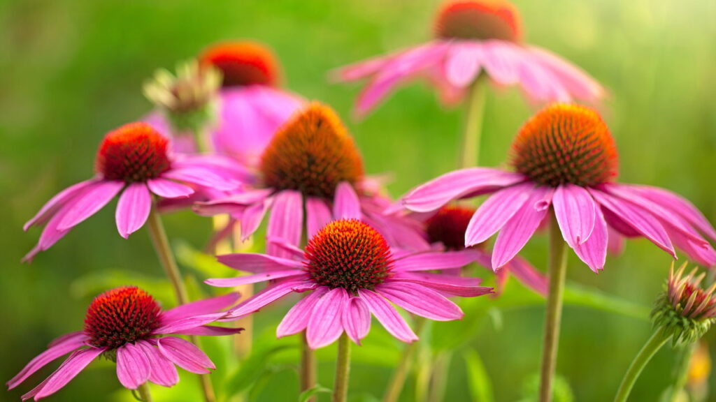 As 3 plantas mais eficazes para fortalecer sua imunidade naturalmente