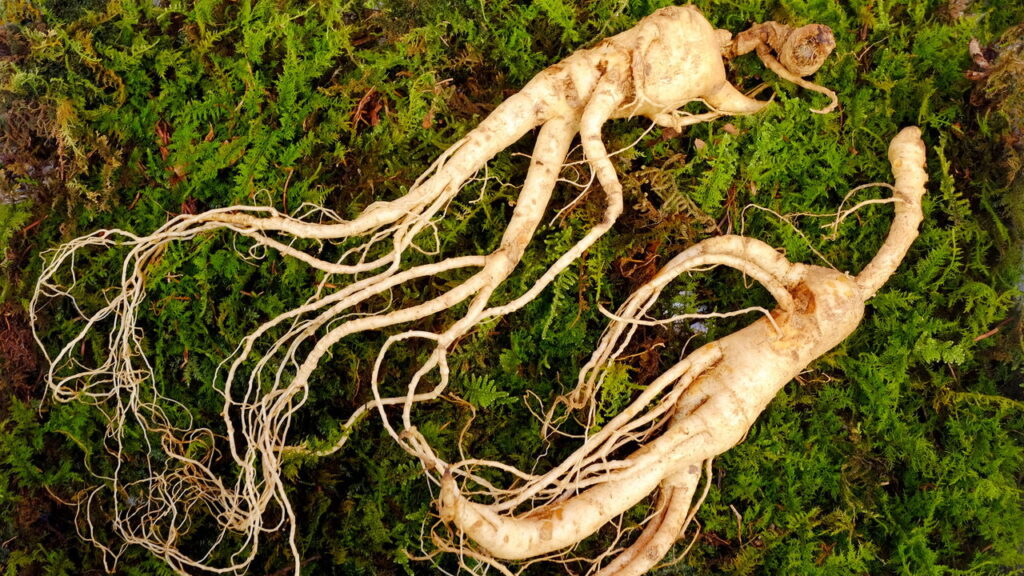 4 plantas que nutrem a fertilidade e apoiam jornadas maternais