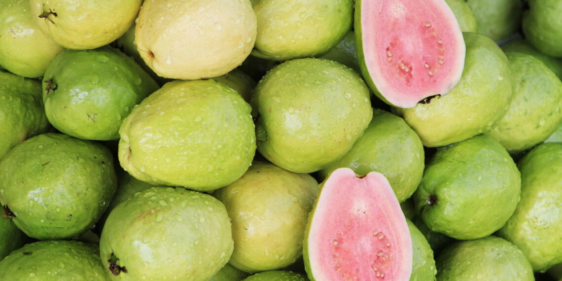 Cultive goiaba em vasos pequenos e tenha frutas frescas o ano todo
