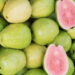 Cultive goiaba em vasos pequenos e tenha frutas frescas o ano todo