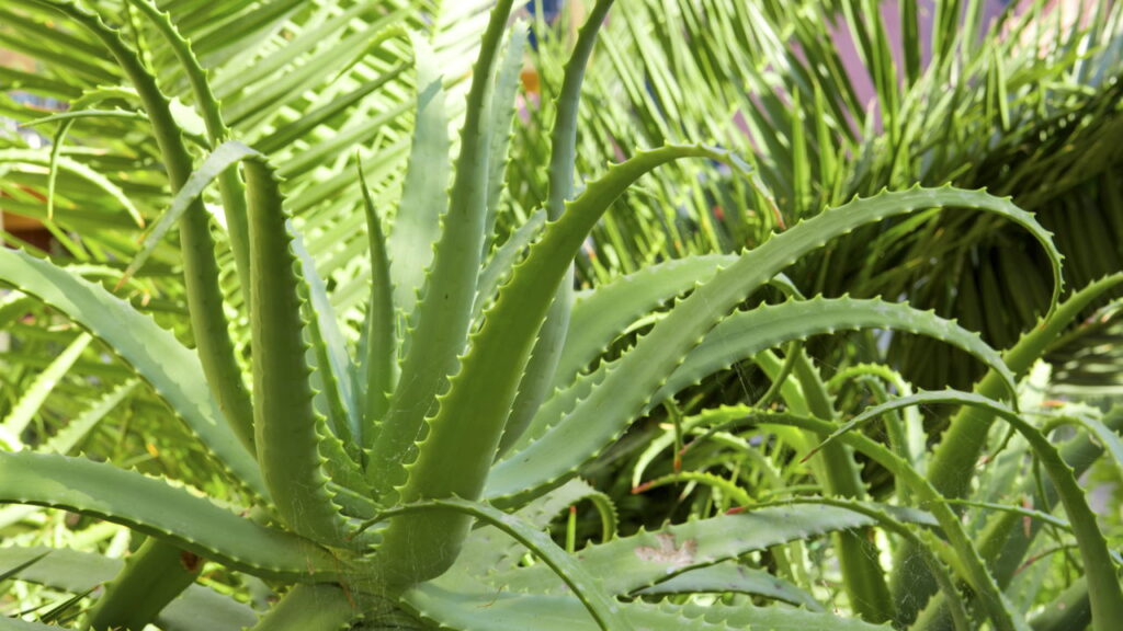 Plantas medicinais em casa ajudam no bem-estar