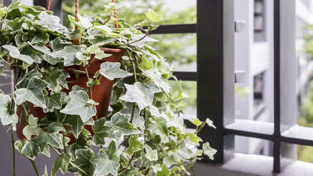 Essas plantas melhoram o ar e até a qualidade de via