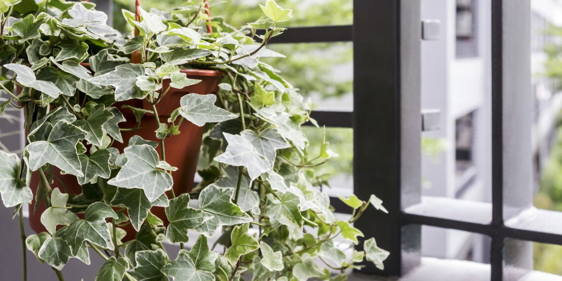 5 plantas purificadoras de ar vão melhorar seu o ambiente do seu quarto e seu sono