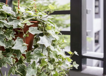 5 plantas purificadoras de ar vão melhorar seu o ambiente do seu quarto e seu sono