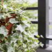 5 plantas purificadoras de ar vão melhorar seu o ambiente do seu quarto e seu sono