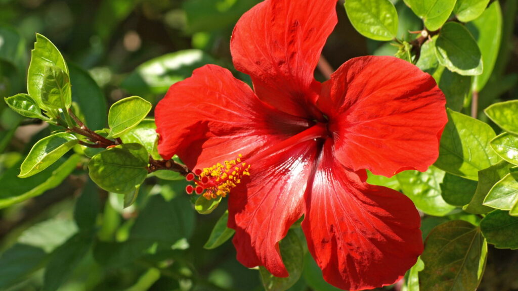 As 3 plantas que amam o sol e deixam varandas e jardins vibrantes