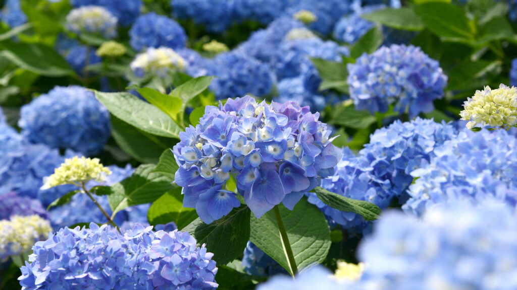 O que essas plantas escondem para decorar seu jardim você não vai imaginar o impacto