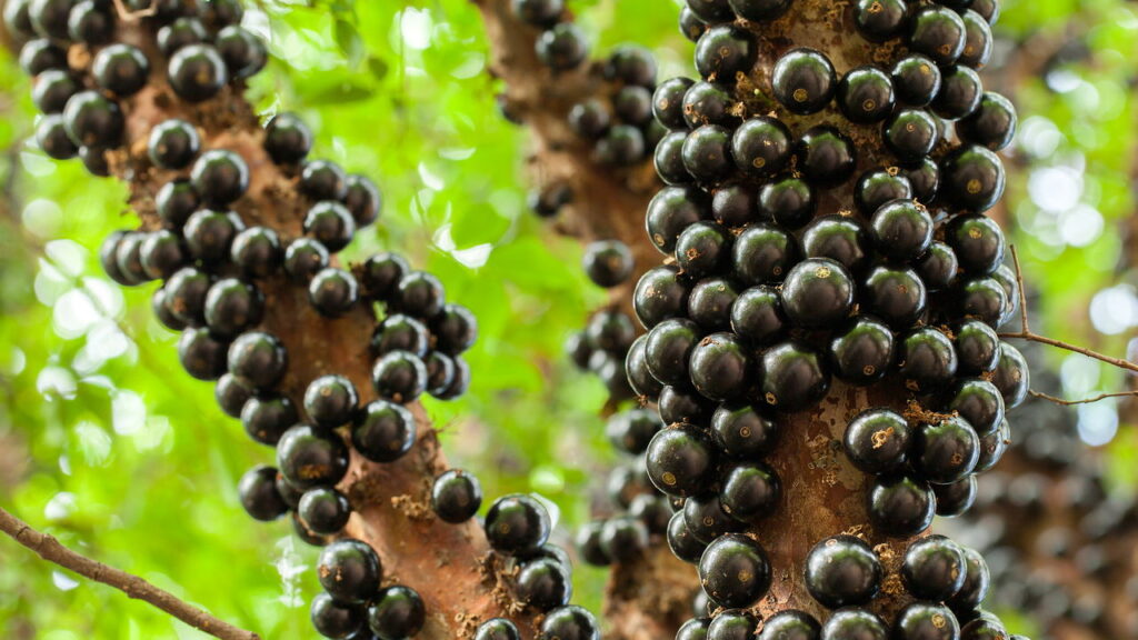 4 frutas resistentes que crescem em solos comuns e produzem consistentemente