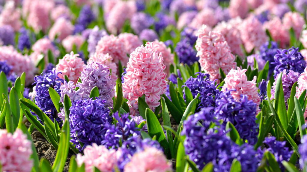 As 3 flores que anunciam a chegada da primavera