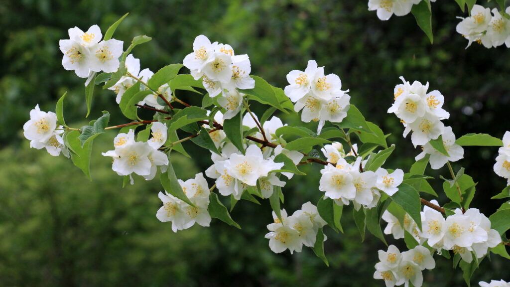 3 plantas com flores discretas que infundem poesia sutil e renovação no dia a dia