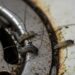 Como eliminar larvas do mosquito-de-banheiro de forma eficaz