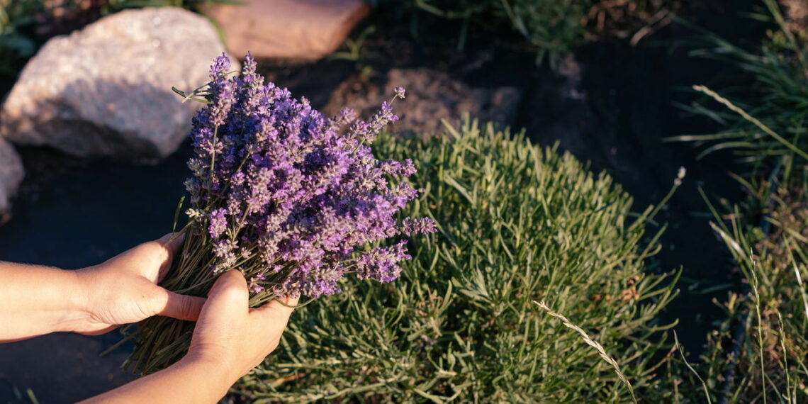 Ervas aromáticas que ajudam a relaxar e purificar seu lar