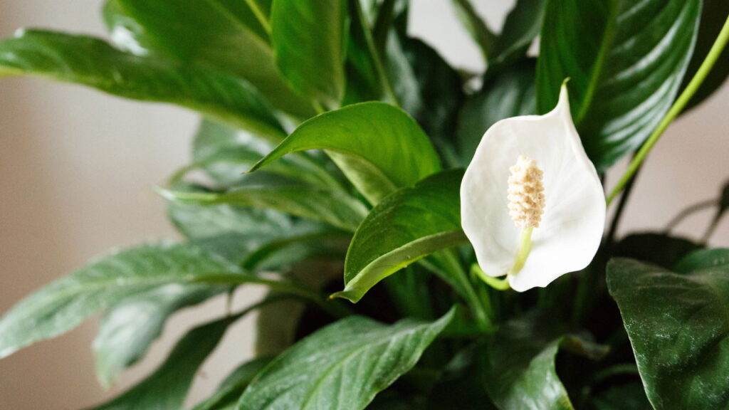As 3 plantas que purificam o ar da sua casa sem esforço