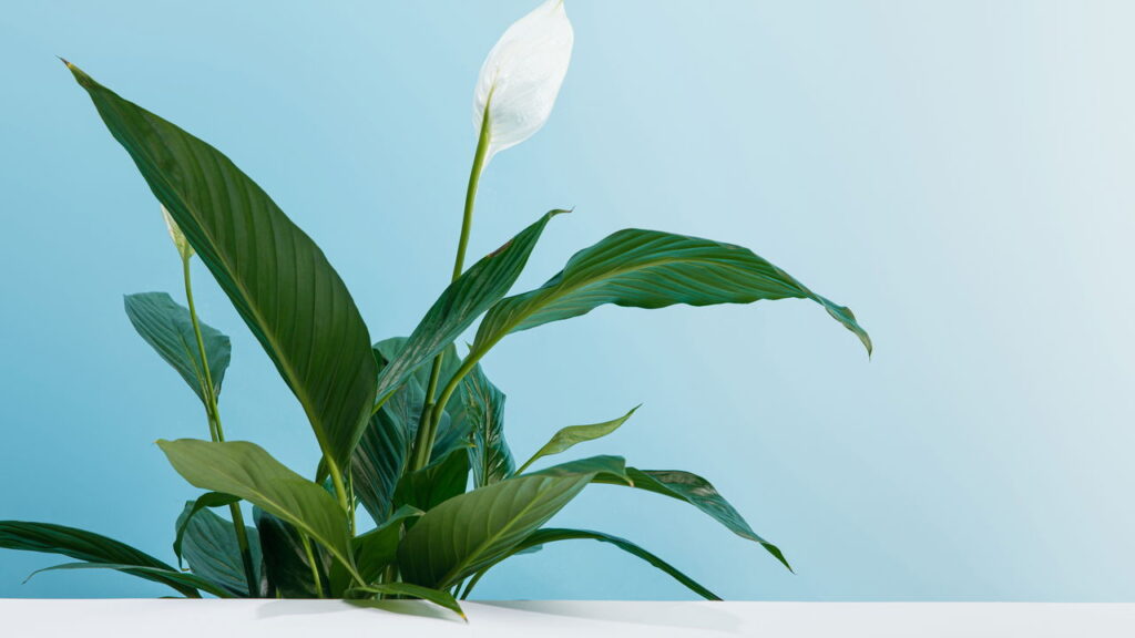 5 plantas que deixam sua casa mais bonita e fácil de cuidar