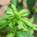 Como plantar manjericão no verão e manter as folhas sempre verdes
