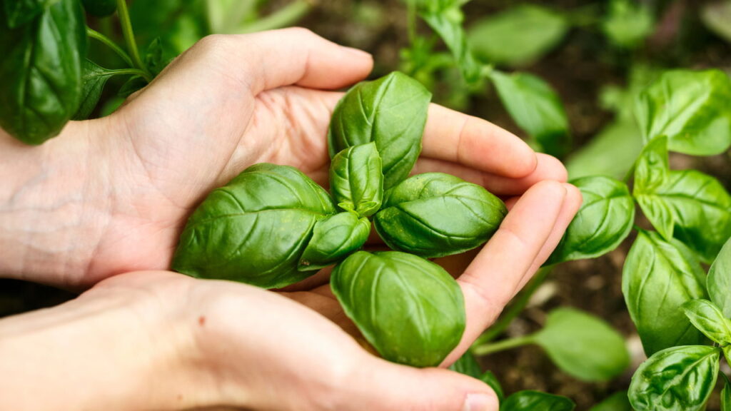 Como preparar saladas com ervas frescas que melhoram a imunidade