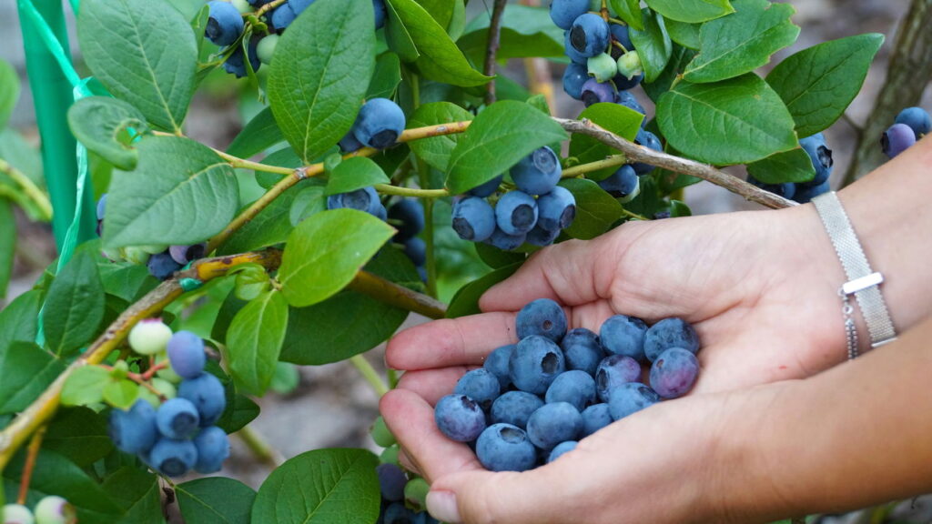 3 alimentos que ajudam a reduzir sinais de envelhecimento precoce