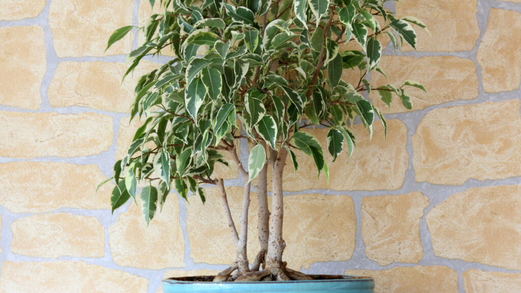 Plantas que acalmam o olhar criam um cantinho de paz dentro de casa