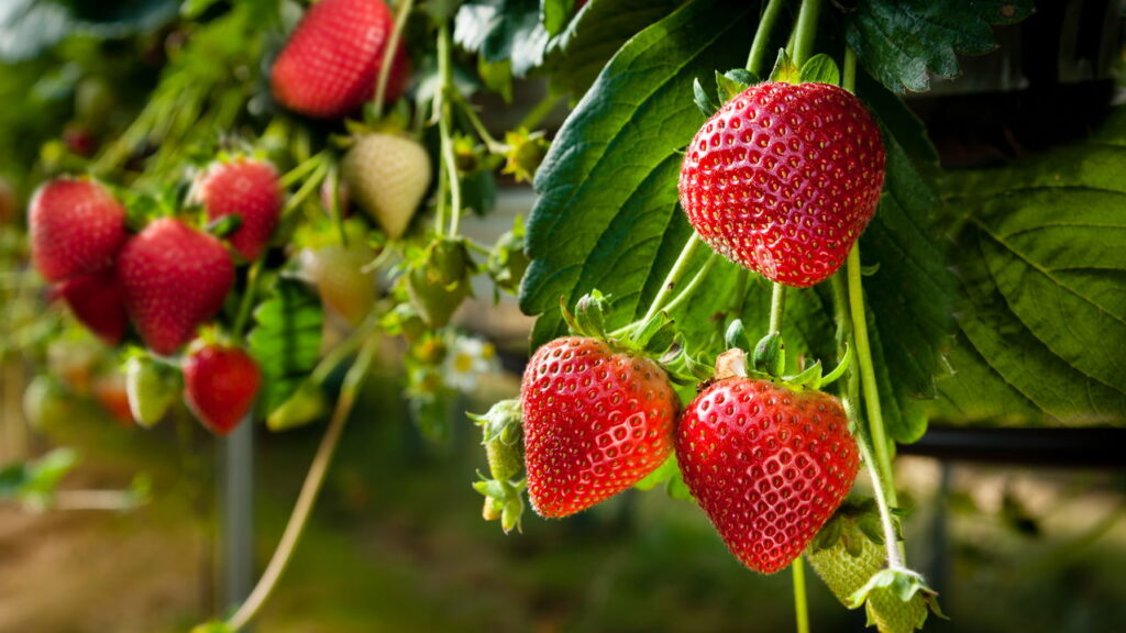 3 frutas fáceis de plantar em casa mesmo sem quintal