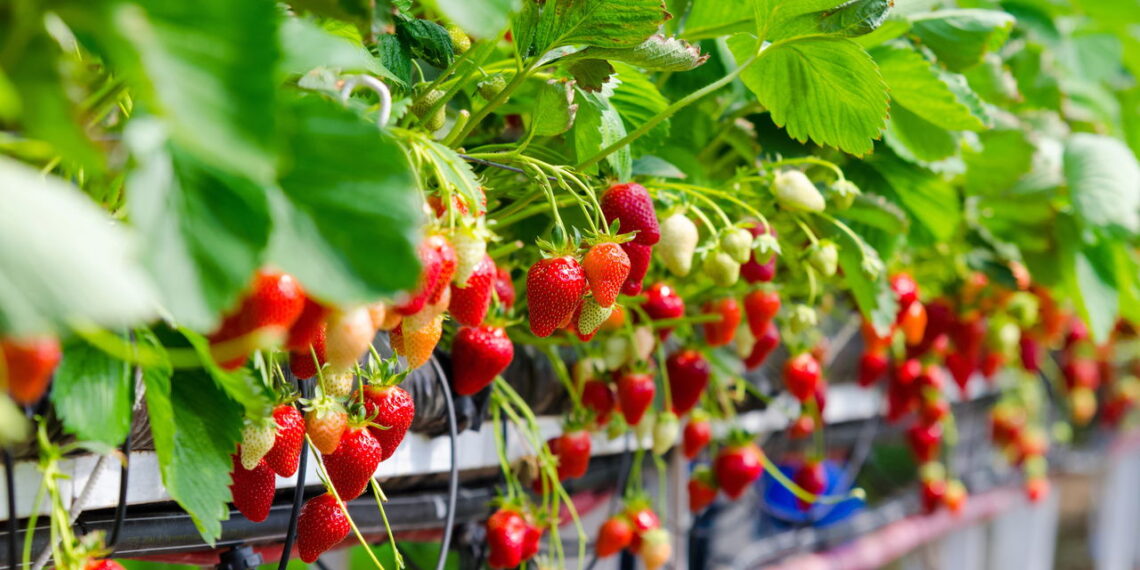 Plante morango em casa com técnicas descomplicadas e maximize a produção de frutas frescas