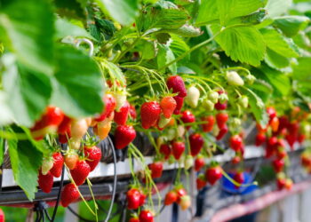 Plante morango em casa com técnicas descomplicadas e maximize a produção de frutas frescas
