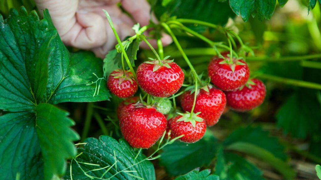 3 frutas refrescantes que suportam umidade relativa alta