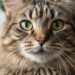 O motivo científico para os gatos terem bigodes