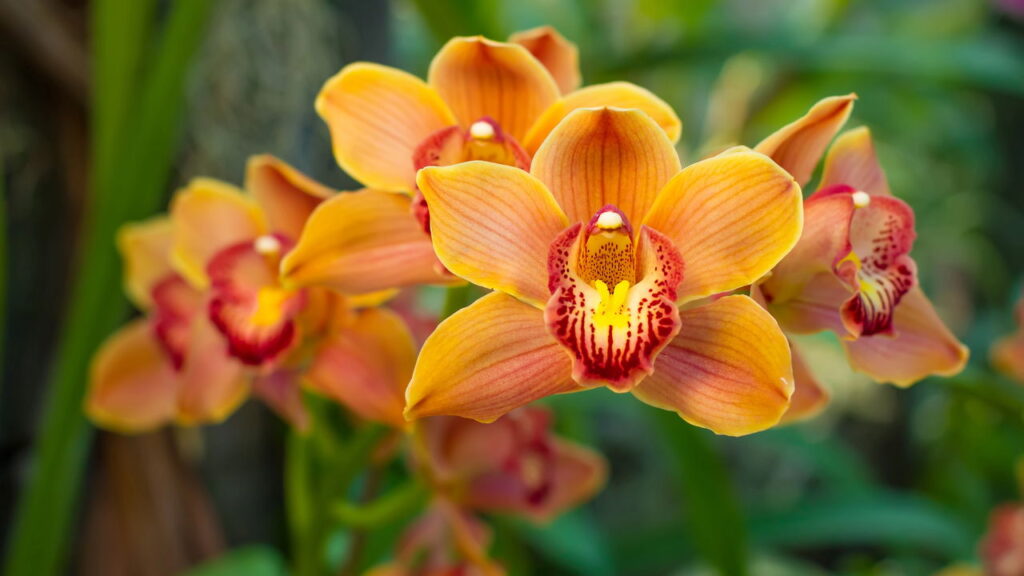 3 plantas que florescem sazonalmente para renovar a energia e o charme do lar