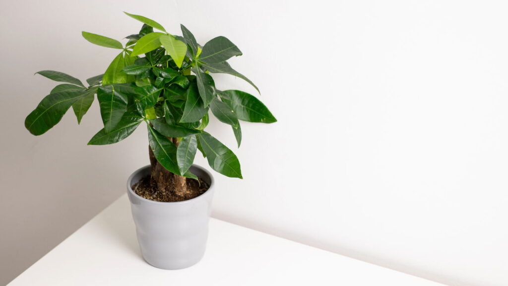Plantas que simbolizam fortuna pedem cuidados simples