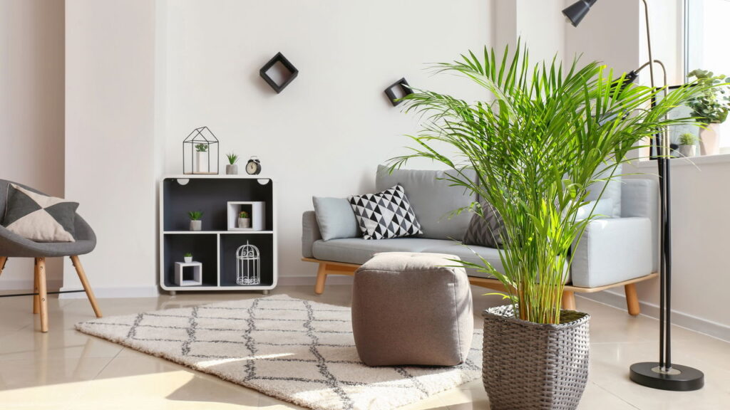 Essa planta atrai espaços ventilados e circulações de ar ideais