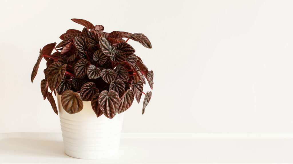 Nem grandes, nem médias: as plantas pequenas que fazem sucesso em vasos