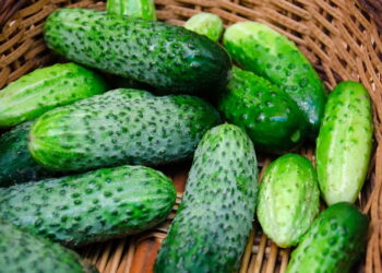 Legume amplamente comum em saladas e fácil de ter um cultivo em casa