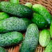 Legume amplamente comum em saladas e fácil de ter um cultivo em casa