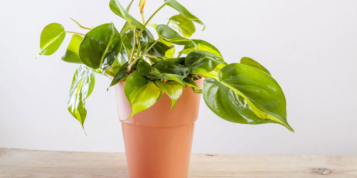 Plantas suspensas perfeitas para varandas pequenas